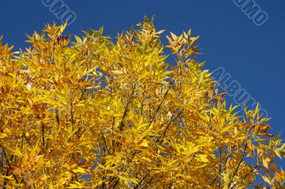 Autumn