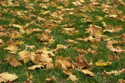 Leaves
