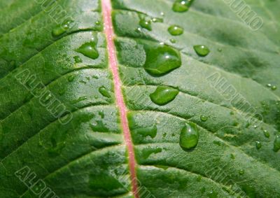 Wet leaf