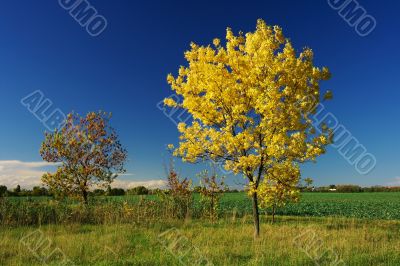 Autumn