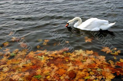 Swan