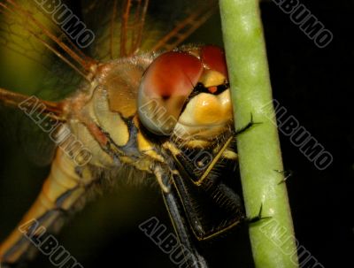 Dragonfly