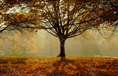 Autumn
