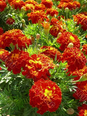 Beautiful bright flowers