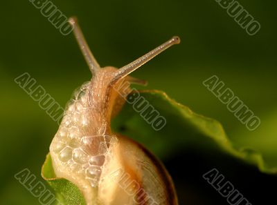 Snail