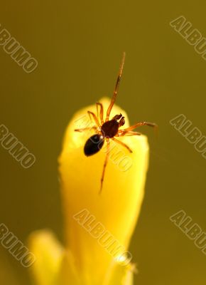 Spider
