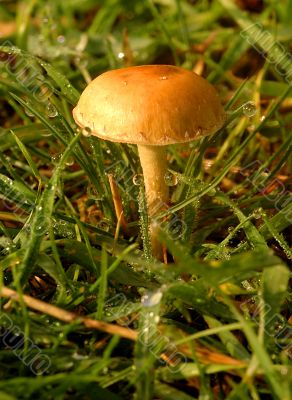 After The Rain
