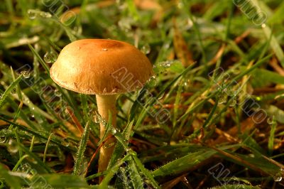 after the rain