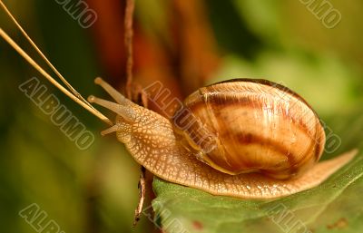 Snail