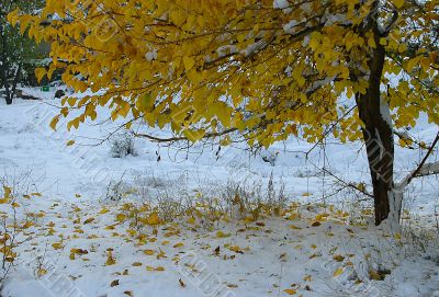 First Snow
