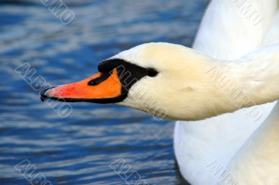 Swan