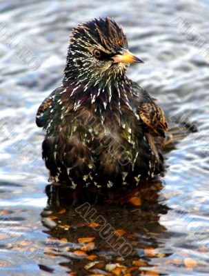 Starling