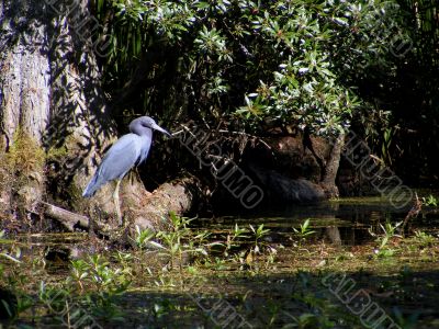 little Blue Heron