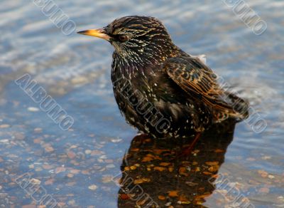 Starling