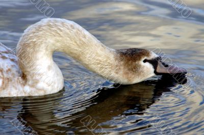 Swan