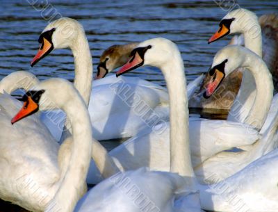 Swans