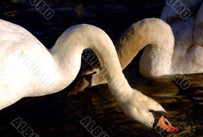 Swans