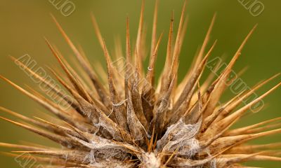 Thistle
