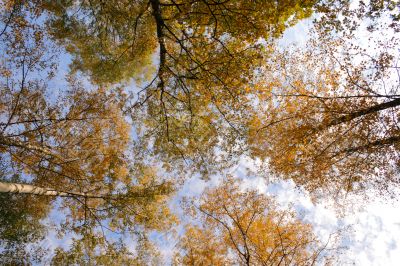 Crones of trees in autumn