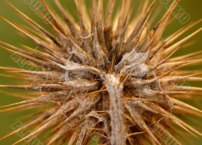 Thistle