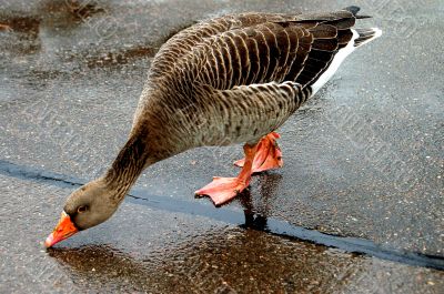 Goose