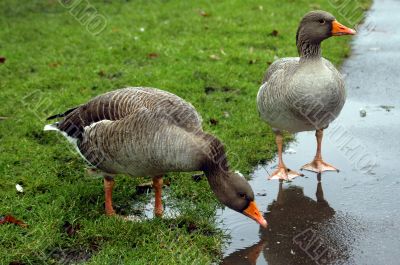Gooses
