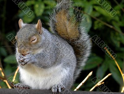 Squirrel