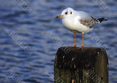 Seagull