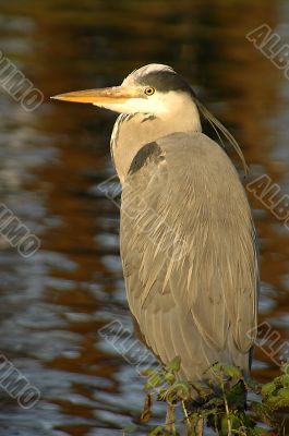 Heron