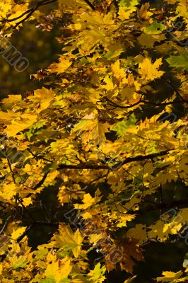 autumn pattern