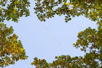 autumn frame