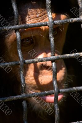 sad monkey