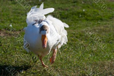 goose