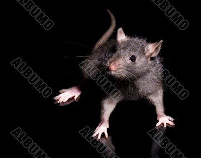 rat
