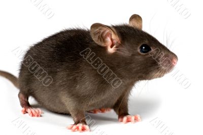 rat