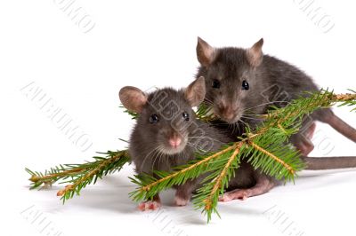 two rats