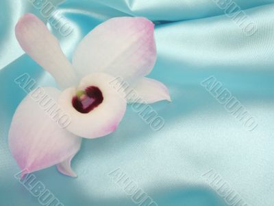 Orchid on blue satin - 3