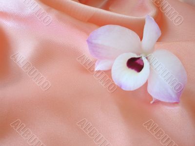 Orchid on pink satin - 2