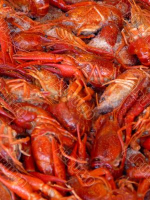 Red Crawfish