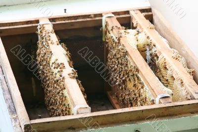 Bees in beehive