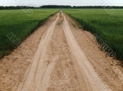summer field and road