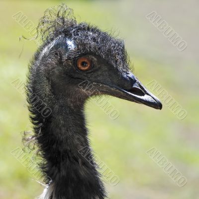 Protrait of an emu