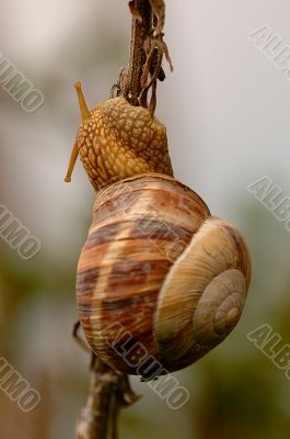Snail