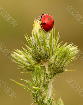 Ladybird