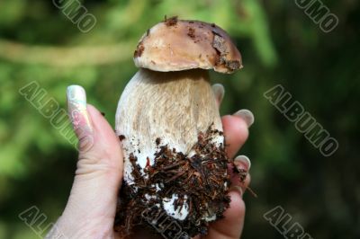 edible mushroom in woman hand with focus on it