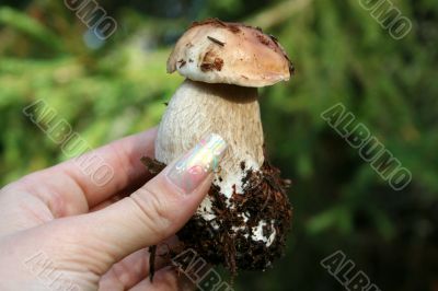 edible mushroom in woman hand with focus on it