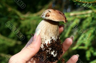 edible mushroom in woman hand with focus on it