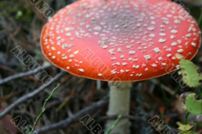 Fly agaric mushroom
