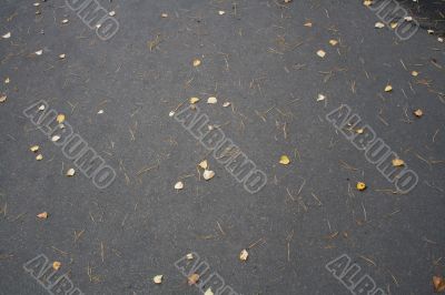 texture of blacktop and fallen leaves