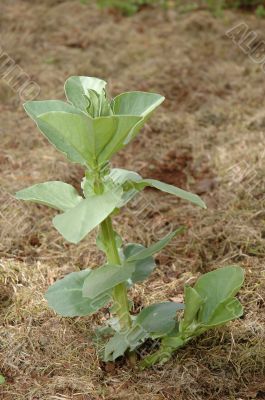 Broad bean plant